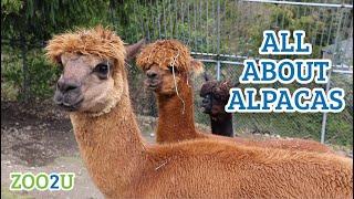 All About Alpacas