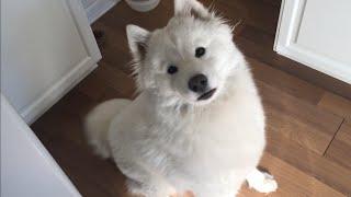 Meet Arora The Samoyed