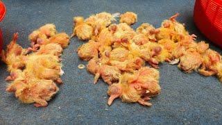 The Process Product Baby Pigeon On Poultry Farm
