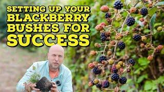 How to Plant Blackberry Bushes and Complete SETUP!