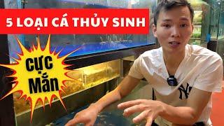 5 loài cá thủy sinh cực "MẮN" khi nuôi | Nguyễn Du aqua