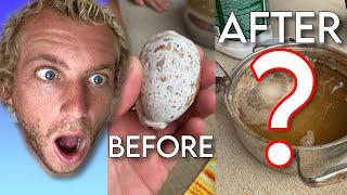 Epic Before and After Cleaning Shells