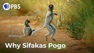 Why Do Sifakas Pogo?