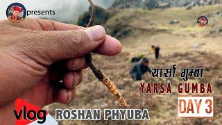 Yarsa Gumba || यार्सा गुम्बा || Day 3 | Nosyam to Panchpokhari | Roshan Phyuba Vlog