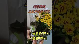 카랑코에 초보자를 위한 추천 팁 | 잎장정리.분갈이 | #카랑코에(칼란디바)키우기