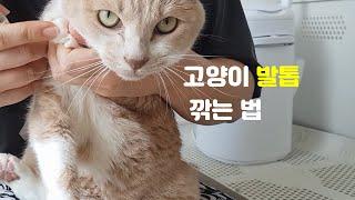 고양이 발톱 깎기 | 발톱은 이렇게 깎아주세요