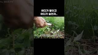 밭을 갈지 않는 자연 농법으로 농사를 짓는 이유 #일본 #shorts #EBS라이프스타일