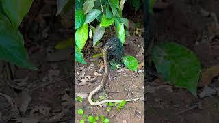 #wildworld #amazinganimals #naturalrecords #nature #babybird #animalvideo #birdvideo #wildlife #s...