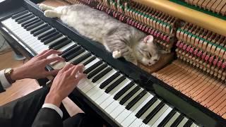 Doraemon & Haburu - Piano Massage for meow