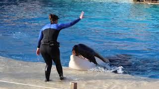 Training Ikaika the Killer Whale a New Behavior during Orca Encounter Presentation