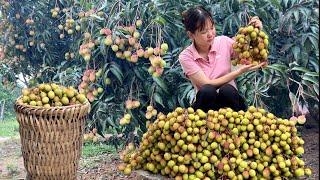 Single Mother: Harvest lychees sell them at the market to earn money in preparation for giving birth