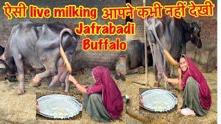 ऐसी live milkge आपने कभी नहीं देखी jafrbadi भैंस की #live #milking #jafarabadi #buffalo #priyanka