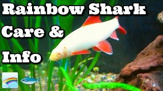 Albino Rainbow Shark Care & Information