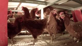 Cage-Free Egg Production Tour