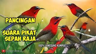 SUARA PIKAT BURUNG SEPAH RAJA PALING DI CARI || PANCINGAN BURUNG LIAR.