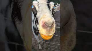 Cute Goat