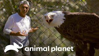 Águila calva: el símbolo de libertad de USA | Wild Frank en California  | Animal Planet