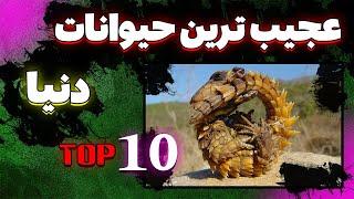 عجیب ترین حیوانات دنیا | 10 تا از عجیب ترین موجودات دنیا که ازشون بی خبر بودید.