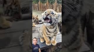 Bayi harimau yang lucu cerita Ken fakih #shorts #short #shortvideo