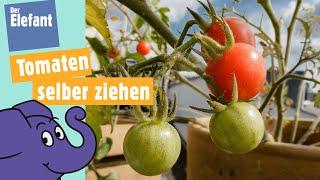 Wie wachsen Tomaten? | Der Elefant | WDR