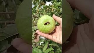 Picking guava 07.12: enjoy rural life, gardening & nature #rurallife #nature #gardening