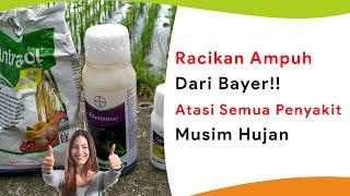 Racikan Insektisida dan Fungisida Bayer, Atasi Segala Penyakit Musim Hujan Fase Vegetatif