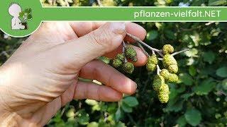 Grau-Erle - (reifende) Früchte - 17.08.18 (Alnus incana) - Baum (Früchte) Bestimmung