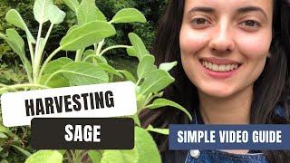 All You Need To Know About Harvesting Sage