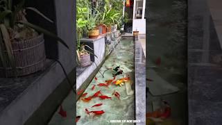 Watch the yellow fish #ytshorts #viralvideo #nature #fishes