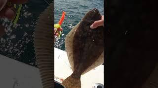  These Baits Just Work! Fluke (Flounder) Fishing #Shorts