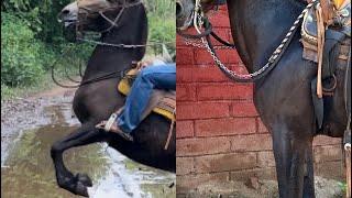 LA NUEVA MULA ES UNA CHISPA ️ HERMANA DEL 50tOn#ranchero95