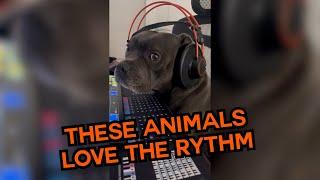 These Animals Love The Rhythm!  #compilation | PAWSOME PETS