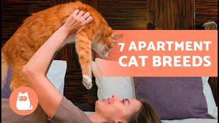 7 BEST CAT BREEDS  for APARTMENTS  Best Apartment Cats