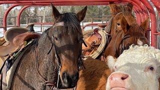 Gathering Cattle In The Snow!