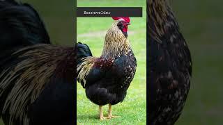 All about Chicken Breeds | Barnevelder