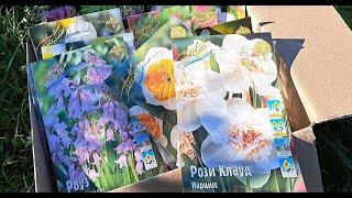 Посылка с нарциссами из Цветочной Рапсодии.
