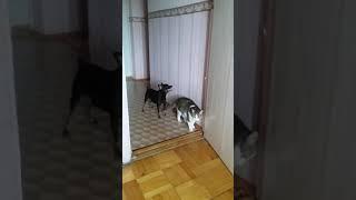 Любовь кота и собаки.Ахха.Собака прет кота.Очень романтическое видео.Как Кот с собакойСмотреть всем.