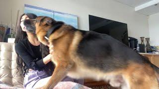 Affectionate German shepherd Kaiser loves hugs and kisses