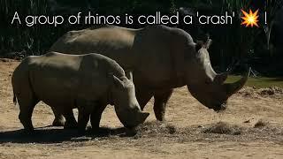 Bet you didn't know this about RHINOS?! |Fun Facts about Rhinos| Baby Rhino with her mother ️#rhino