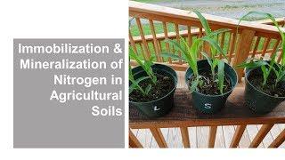 Immobilization and Mineralization of Nitrogen in Agricultural Soils