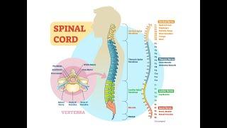 Sistem Saraf - Part 3 : Sum-Sum Tulang Belakang I Anatomi Medula Spinalis I Mekanisme Gerak Refleks