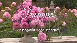 Sortenporträt Parfuma Duftrose 'Rosengräfin Marie Henriette ®'