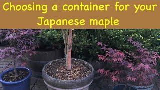 choosing a container for your Japanese Maple