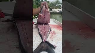 FULL of Worms! Filleting a big fish #fishing