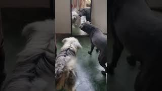 OUR DOGS REACTION WHEN THEY SEE FIRST TIME THEIR SELF ON THE MIRROR 
