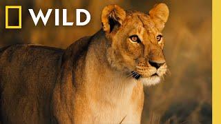  LIVE: Wild Animals and the Fight for Survival | Savage Kingdom | S1 FULL EPISODES | Nat Geo