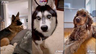 Bark at your dog and see what they do | TikTok