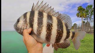 3 Hours Uncut Shore Fishing, Sight Casting HUGE Sheepshead In Florida For Dinner