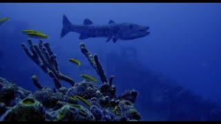 Diving USS Spiegel Grove