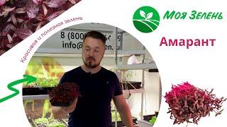 Микрозелень Амаранта - Моя Зелень